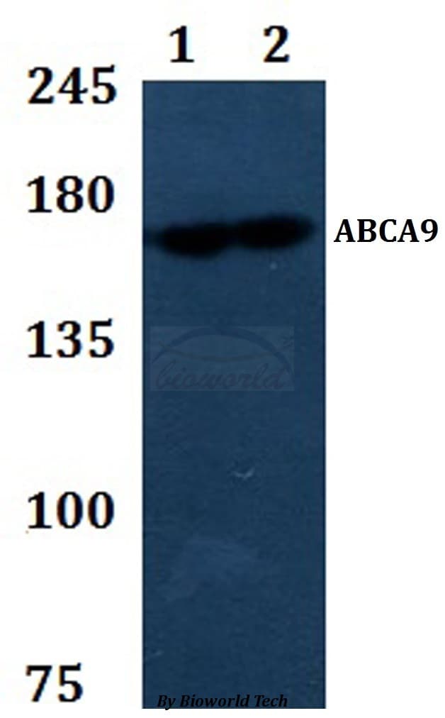 ABCA9 Antibody