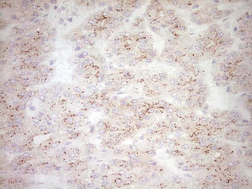 BHLHE41 / BHLHB3 / SHARP1 Antibody (aa1-297, clone OTI3H3)