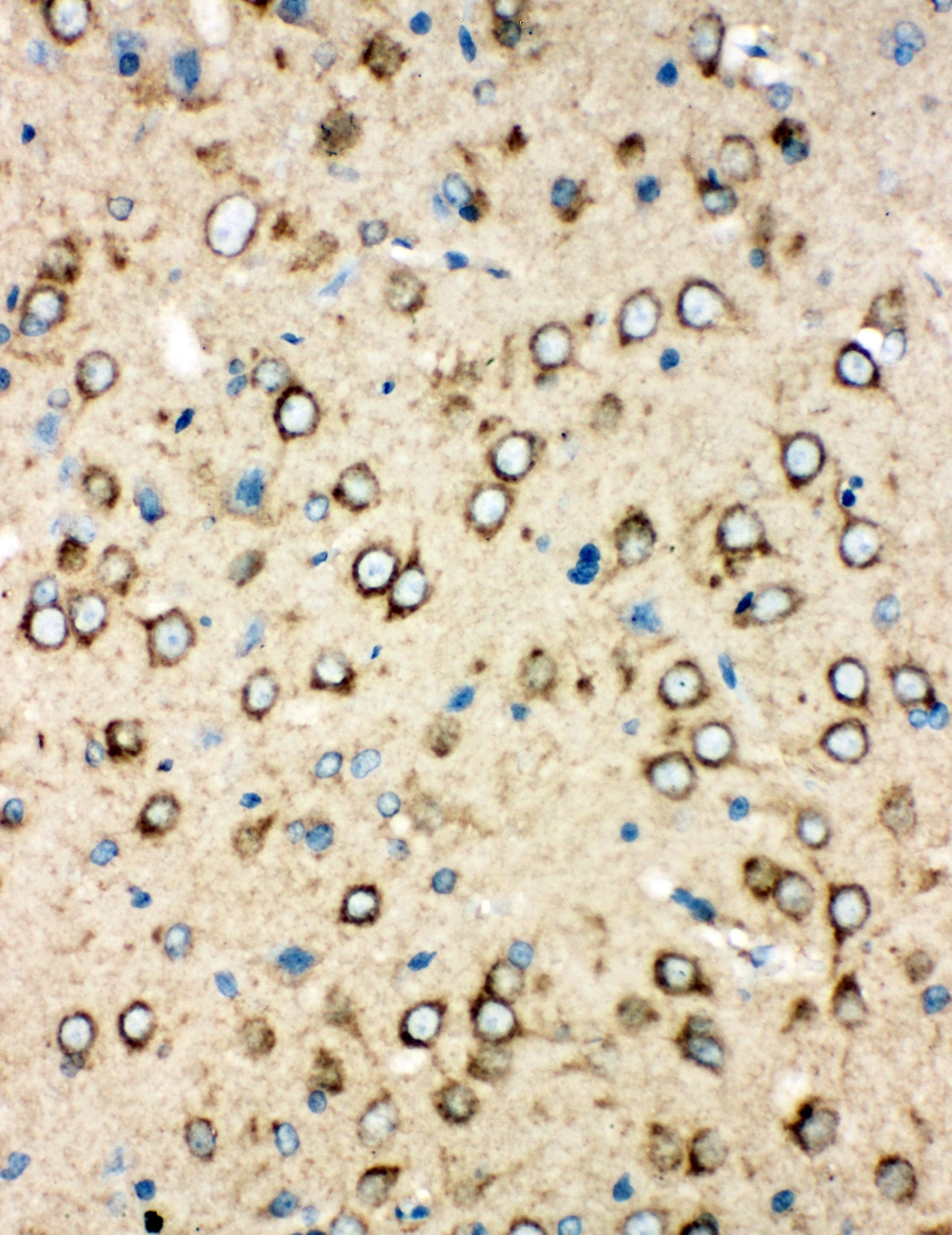 MT-CO1 / COX1 Antibody (aa501-514)
