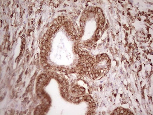 WIBG Antibody (clone OTI5E2, Carrier-free)