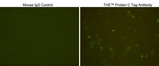 Protein C Tag Antibody (clone 2H12F4)