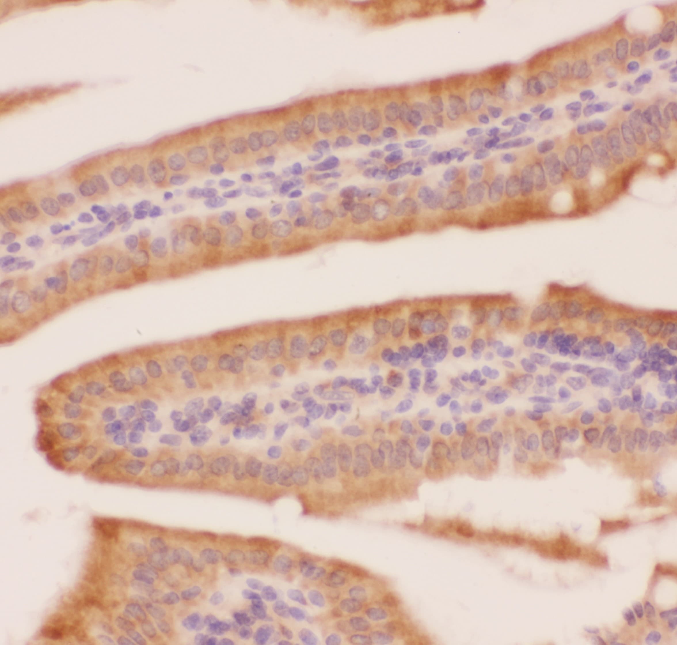 CRK Antibody (aa2-246)