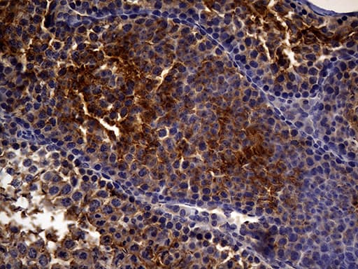 MME / CD10 Antibody (aa411-750, clone UMAB235, Carrier-free)