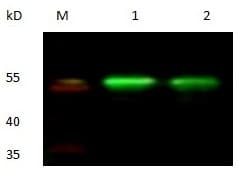 GOLM1 / GP73 / GOLPH2 Antibody (clone 2B2-E9-E9, Preservative Free)