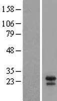 BID Protein (Over-Expression Lysate Myc-DDK (Flag))