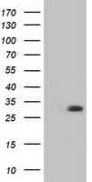 BDH2 Antibody (clone OTI2G1)