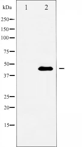 BMP2 Antibody