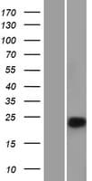 Chymotrypsin C Protein (Over-Expression Lysate Myc-DDK (Flag))