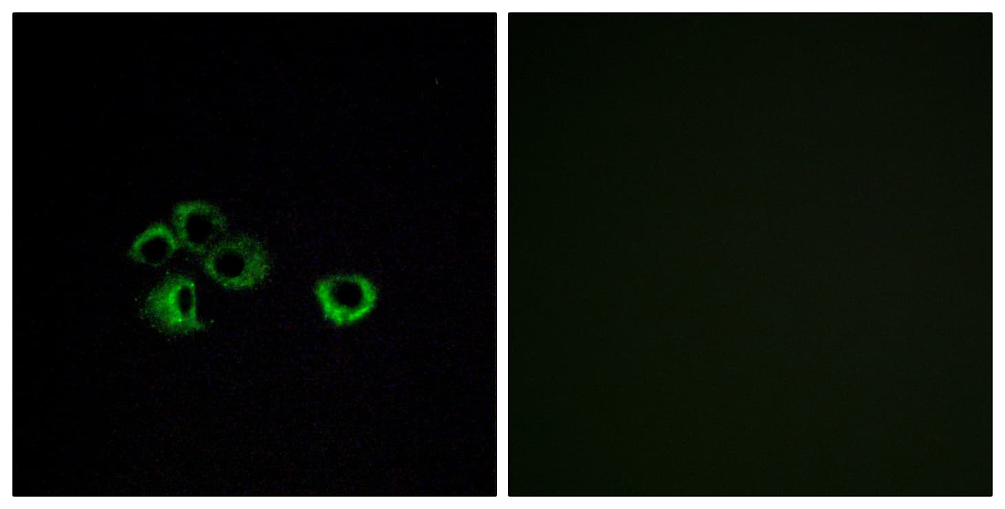 Polyclonal Rabbit anti-Human OR2Z Antibody (aa201-250, IF)