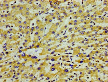 Polyclonal Rabbit anti-Human Apolipoprotein A-V Antibody (IHC)