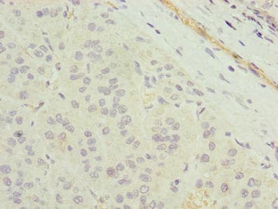 TMEM177 Antibody