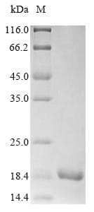 Neurospora crassa Cyanovirin-N homolog Protein (Recombinant 6His, N-terminus)