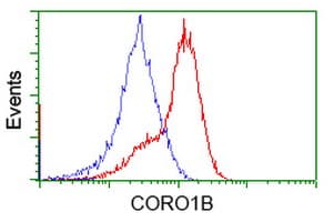 IHC-plus™ CORO1B Antibody (clone 3D10)