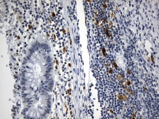 IDO1 / IDO Antibody (clone UMAB252, Carrier-free)