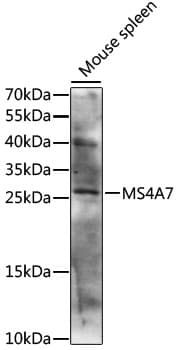 Polyclonal Rabbit anti-Human MS4A7 Antibody (WB)