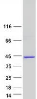 Human MBNL1 / MBNL Protein (Recombinant Myc-DDK (Flag))