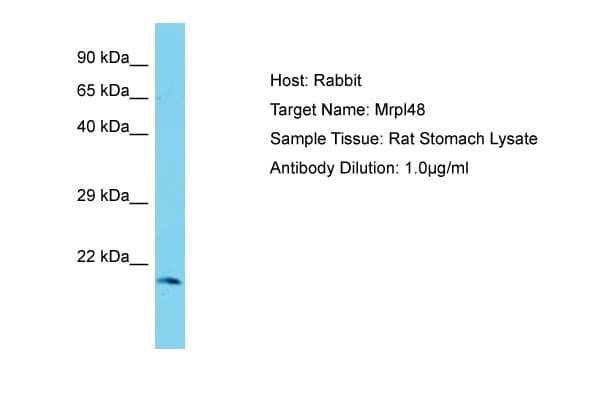 MRPL48 Antibody (C-Terminus)