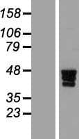 ZNF362 Protein (Over-Expression Lysate Myc-DDK (Flag))