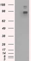 GRIPAP1 / GRASP1 Antibody (clone OTI1E3, Carrier-free)