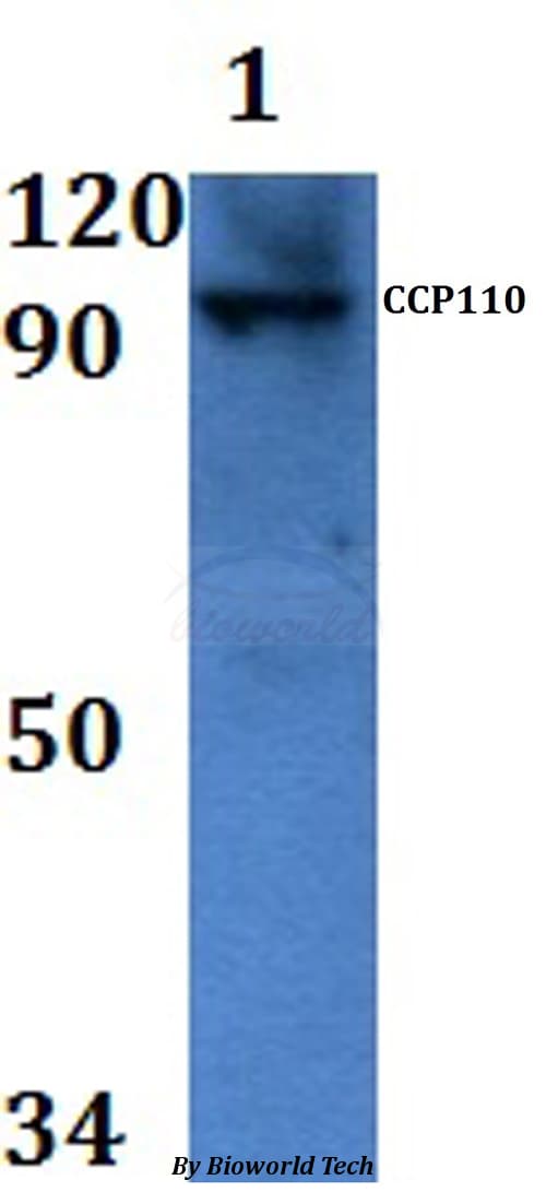 Polyclonal Rabbit anti-Human CCP110 Antibody (WB)