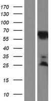 KLC2 Protein (Over-Expression Lysate Myc-DDK (Flag))