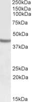 IHC-plus™ Polyclonal Goat anti-Human SOX3 Antibody (aa413-427, IHC, WB)