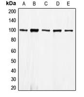 PathPlus™ CDH1 / E Cadherin Antibody (N-Terminus)