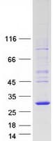 Human MOBKL2C / MOB3C Protein (Recombinant Myc-DDK (Flag))