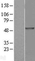 PDE7B Protein (Over-Expression Lysate Myc-DDK (Flag))