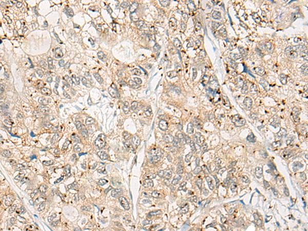 CPNE4 Antibody