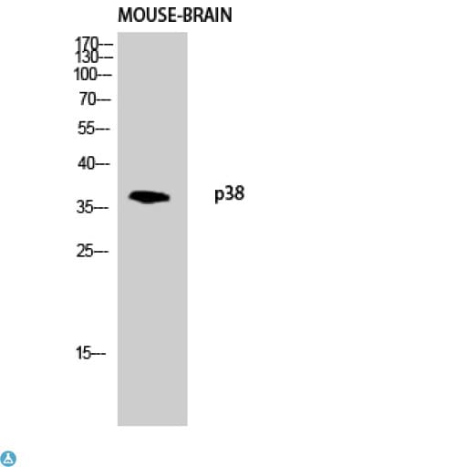 MAPK14 / p38 Antibody