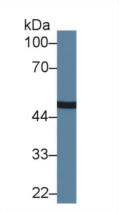 CPN1 Antibody (aa159-325, APC)