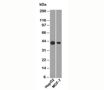 KRT19 / CK19 / Cytokeratin 19 Antibody (clone A53-B/A2.26, Azide-free, BSA-free)