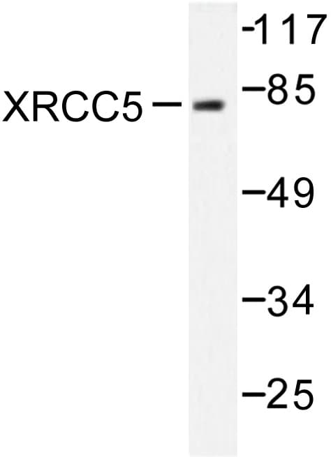 Polyclonal Rabbit anti-Human XRCC5 / Ku80 Antibody (Ala717, IHC, WB)