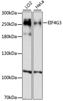 Polyclonal Rabbit anti-Human EIF4G3 Antibody (WB)