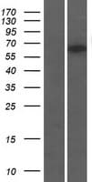 TTC31 Protein (Over-Expression Lysate Myc-DDK (Flag))