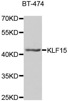 KLF15 Antibody