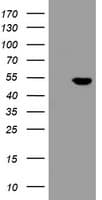 CHN1 Antibody (clone OTI4D1)