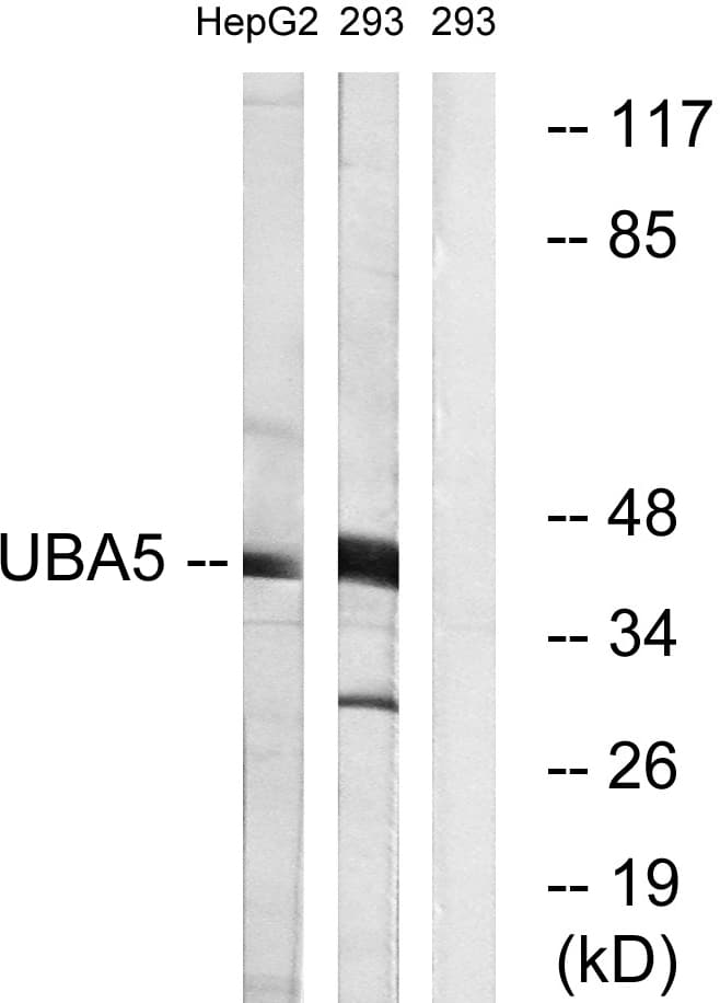 IHC-plus™ Polyclonal Rabbit anti-Human UBE1DC1 / UBA5 Antibody (aa281-330, IHC, WB)