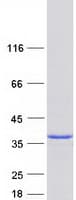 Human THTPA Protein (Recombinant Myc-DDK (Flag))