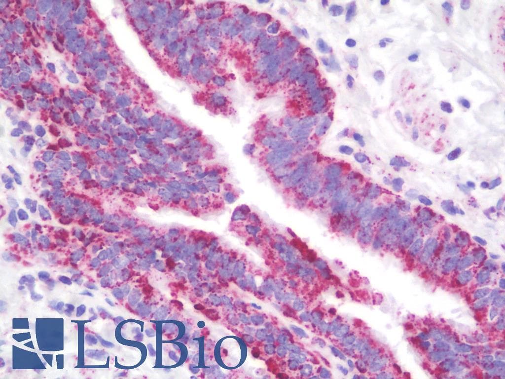 MtTFA / TFAM Antibody (clone 18G102B2E11, Biotin)