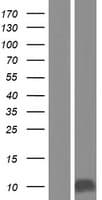 CDKN2B / p15 INK4b Protein (Over-Expression Lysate Myc-DDK (Flag))