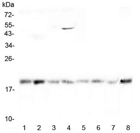 Polyclonal Rabbit anti-Human CR6 / GADD45G Antibody (WB)