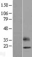 OPALIN / TMEM10 Protein (Over-Expression Lysate Myc-DDK (Flag))