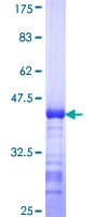 Human SLC39A10 / ZIP10 Protein (Recombinant GST, N-terminus)