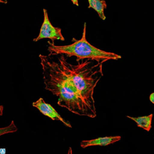 HIF1A / HIF1 Alpha Antibody