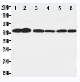 BRAF / B-Raf Antibody (aa344-362)