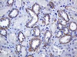 CDH1 / E Cadherin Antibody (clone OTI4F1)