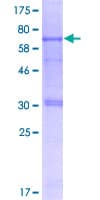Human CARD8 / Cardinal / TUCAN Protein (Recombinant GST)