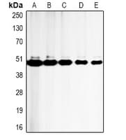 CASP9 / Caspase 9 Antibody